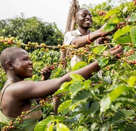 Coffee Farmers