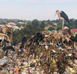 Technical Feasibility Assessment covering waste characterization of the Kitezi biogas to power plant under KCCA